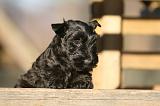 SCOTTISH TERRIER 165